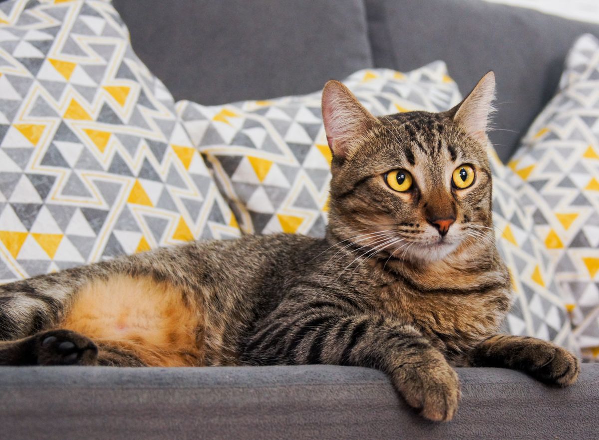 Cat resting on an upholstered sofa