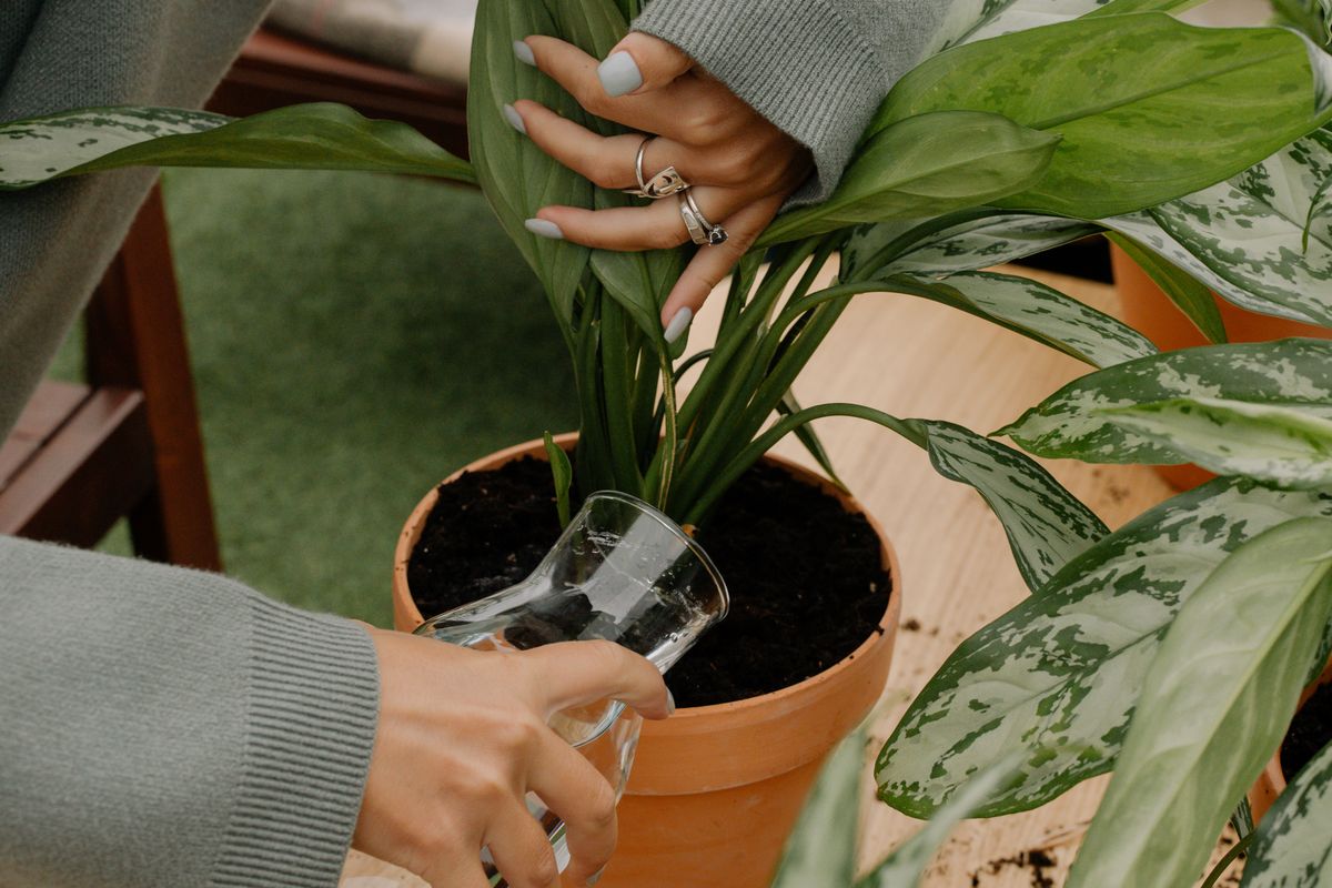 A person waters a plant's compost