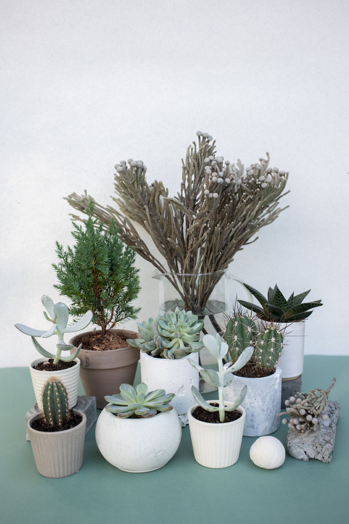 Group of plants in differently sized pots